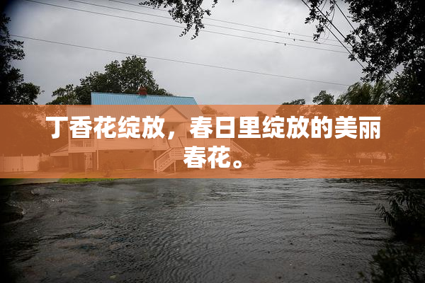 丁香花绽放，春日里绽放的美丽春花。