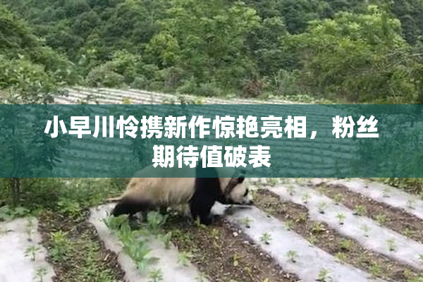 小早川怜携新作惊艳亮相，粉丝期待值破表
