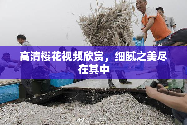 高清樱花视频欣赏，细腻之美尽在其中