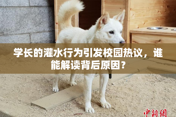 学长的灌水行为引发校园热议，谁能解读背后原因？