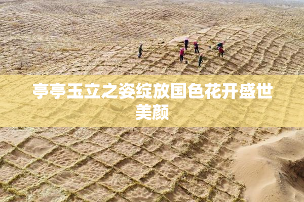 亭亭玉立之姿绽放国色花开盛世美颜