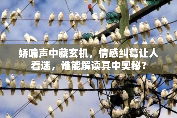 娇喘声中藏玄机，情感纠葛让人着迷，谁能解读其中奥秘？