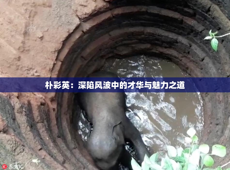 朴彩英：深陷风波中的才华与魅力之道