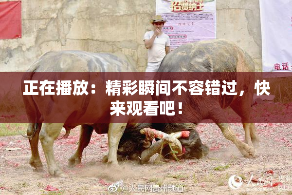 正在播放：精彩瞬间不容错过，快来观看吧！