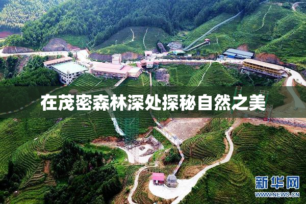 在茂密森林深处探秘自然之美