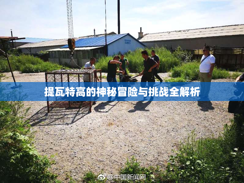 提瓦特高的神秘冒险与挑战全解析