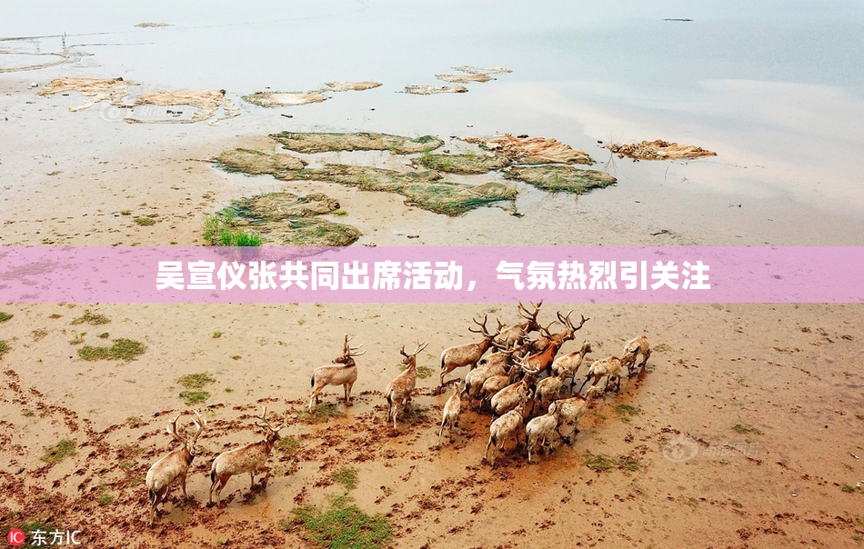 吴宣仪张共同出席活动，气氛热烈引关注