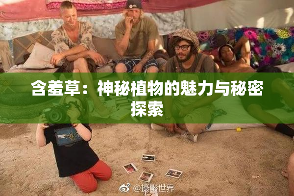 含羞草：神秘植物的魅力与秘密探索
