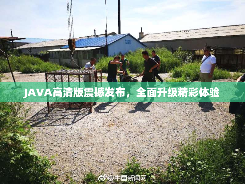 JAVA高清版震撼发布，全面升级精彩体验