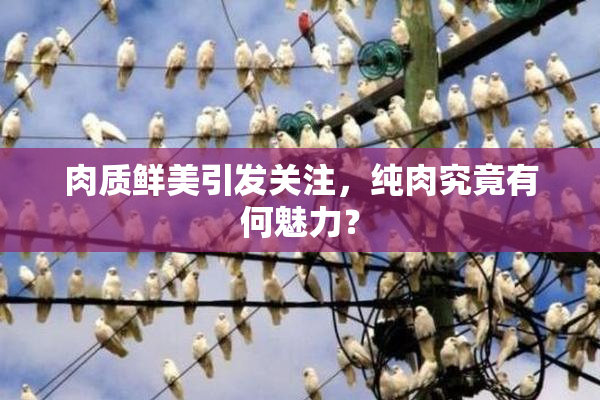 肉质鲜美引发关注，纯肉究竟有何魅力？