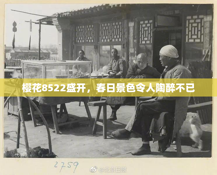 樱花8522盛开，春日景色令人陶醉不已