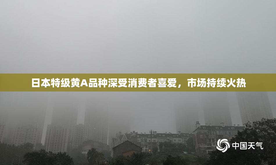 日本特级黄A品种深受消费者喜爱，市场持续火热
