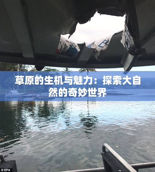 草原的生机与魅力：探索大自然的奇妙世界