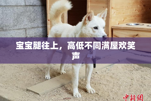 宝宝腿往上，高低不同满屋欢笑声