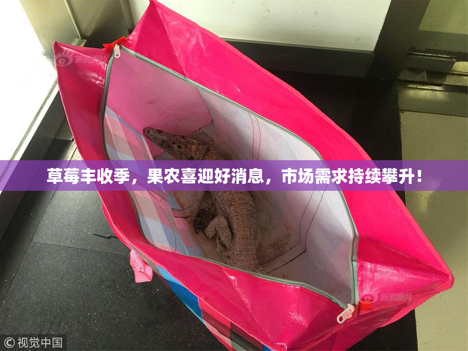 草莓丰收季，果农喜迎好消息，市场需求持续攀升！