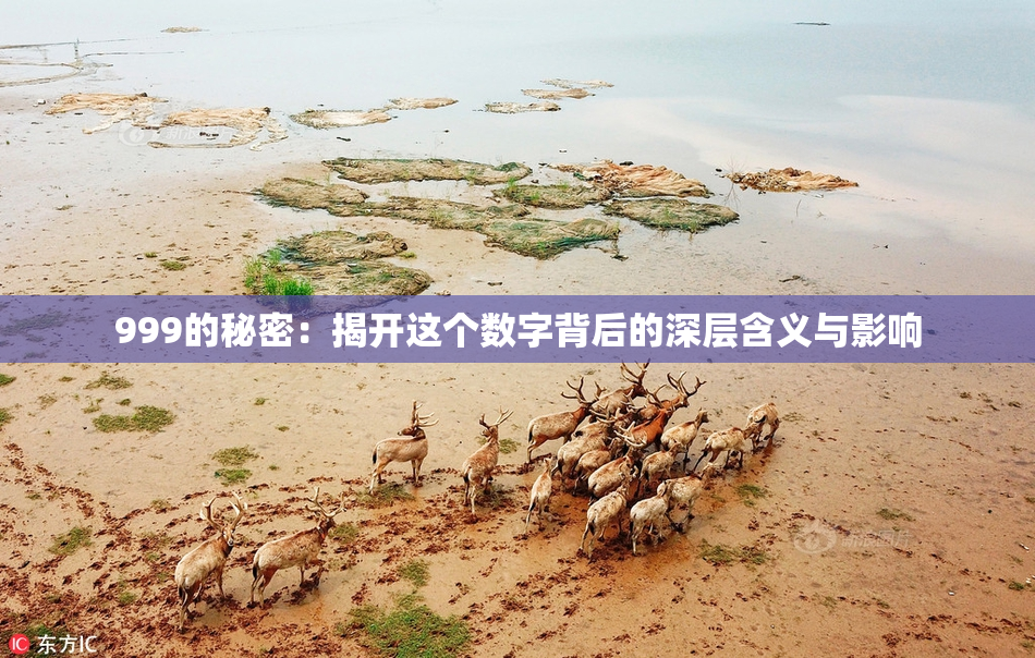 999的秘密：揭开这个数字背后的深层含义与影响