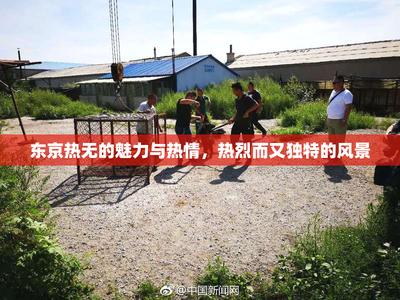东京热无的魅力与热情，热烈而又独特的风景