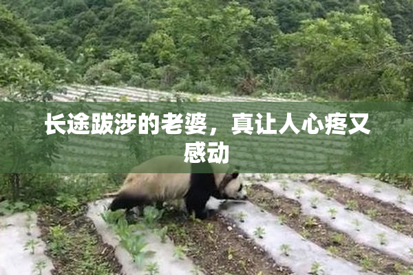 长途跋涉的老婆，真让人心疼又感动