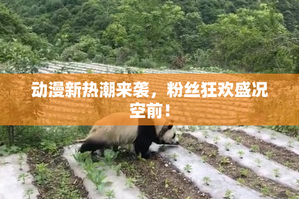动漫新热潮来袭，粉丝狂欢盛况空前！