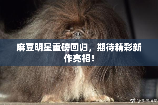 麻豆明星重磅回归，期待精彩新作亮相！