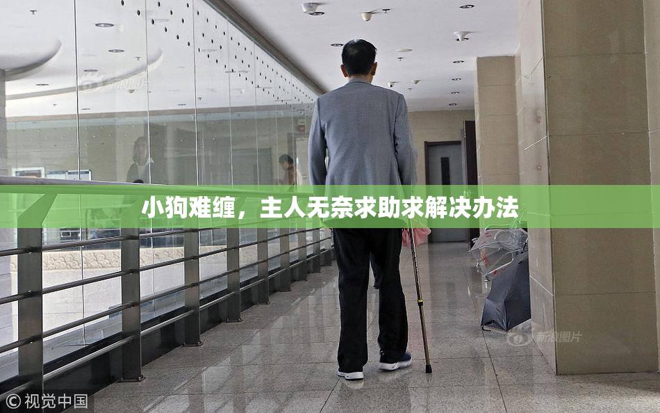 小狗难缠，主人无奈求助求解决办法