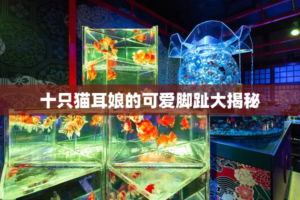 十只猫耳娘的可爱脚趾大揭秘