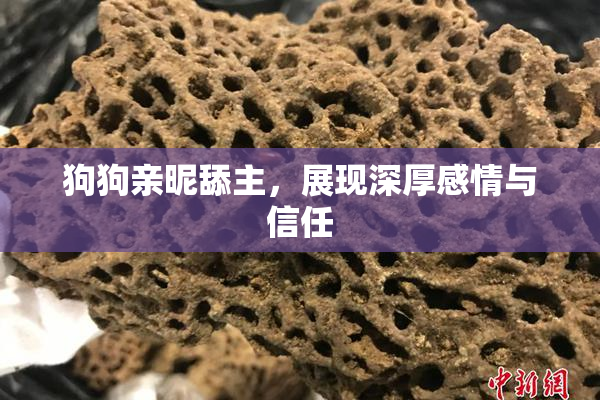 狗狗亲昵舔主，展现深厚感情与信任