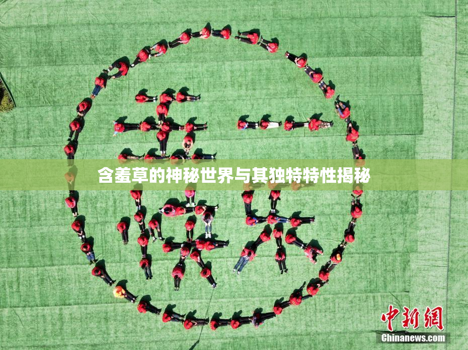 含羞草的神秘世界与其独特特性揭秘