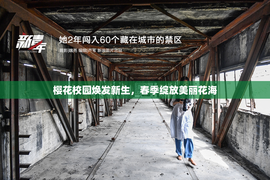 樱花校园焕发新生，春季绽放美丽花海