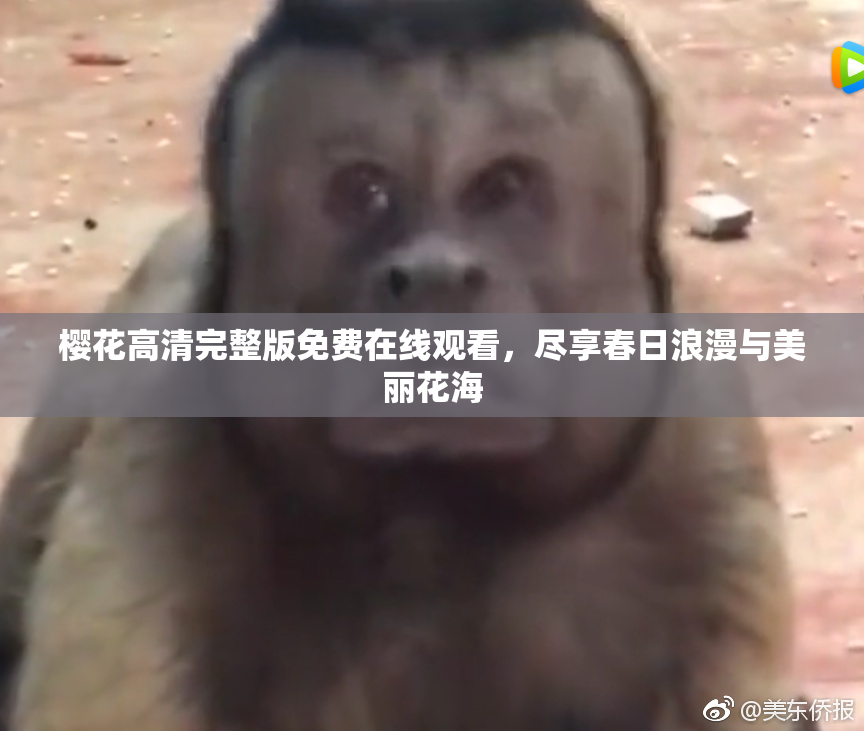 樱花高清完整版免费在线观看，尽享春日浪漫与美丽花海