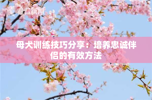母犬训练技巧分享：培养忠诚伴侣的有效方法