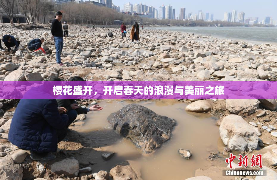 樱花盛开，开启春天的浪漫与美丽之旅
