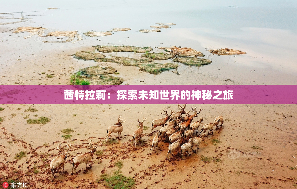 茜特拉莉：探索未知世界的神秘之旅