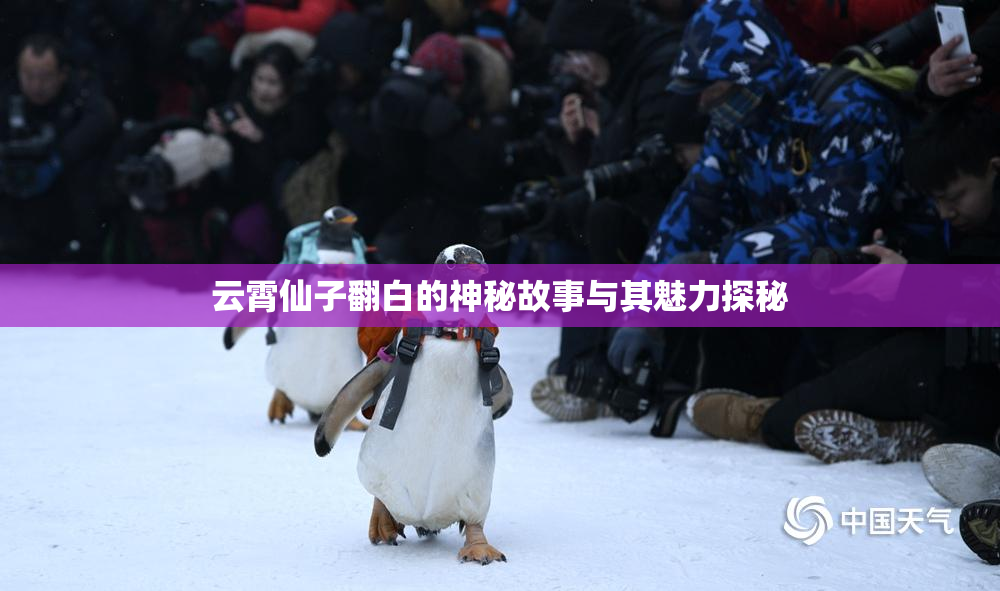 云霄仙子翻白的神秘故事与其魅力探秘