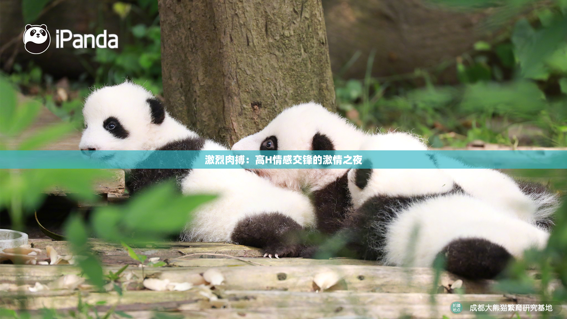 激烈肉搏：高H情感交锋的激情之夜