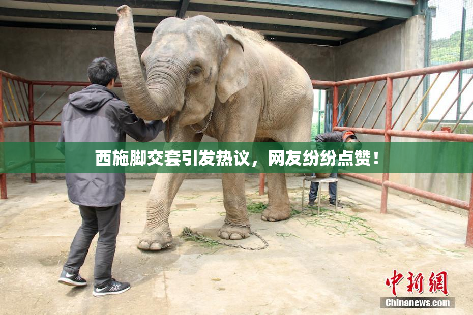 西施脚交套引发热议，网友纷纷点赞！