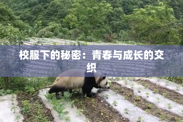 校服下的秘密：青春与成长的交织