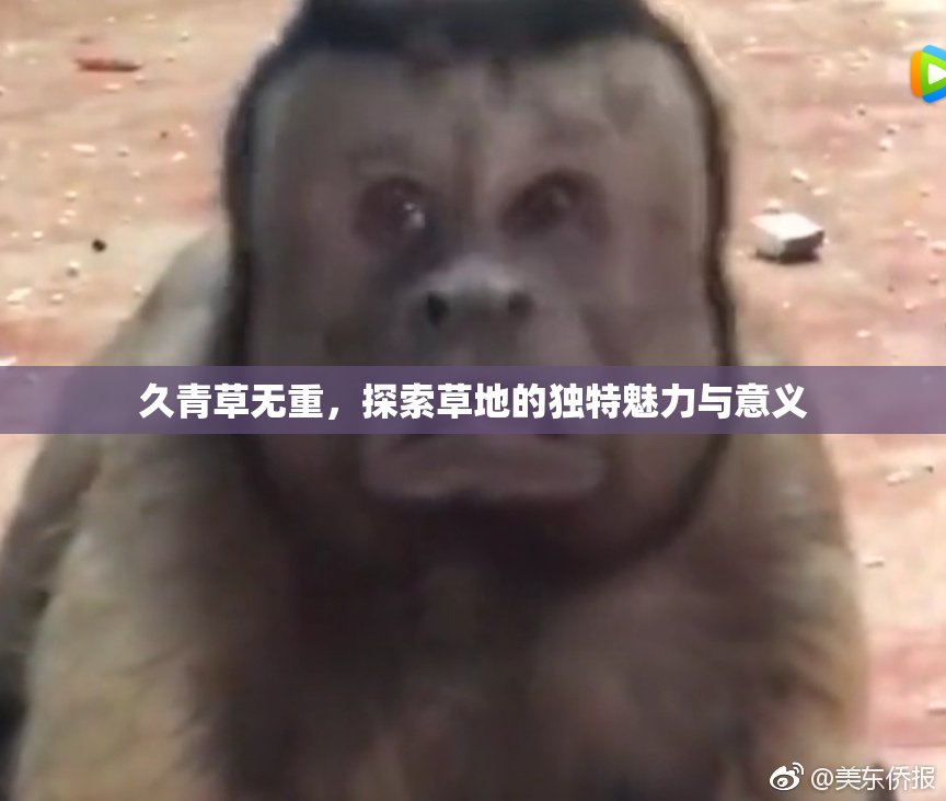 久青草无重，探索草地的独特魅力与意义