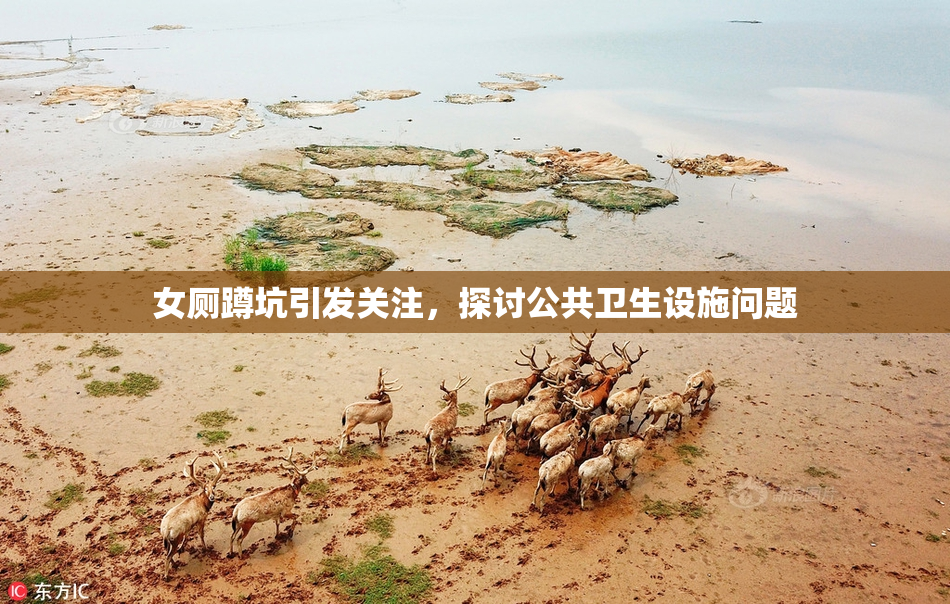 女厕蹲坑引发关注，探讨公共卫生设施问题