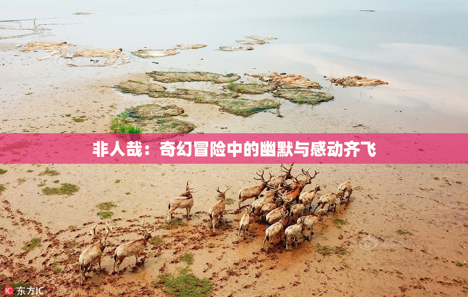 非人哉：奇幻冒险中的幽默与感动齐飞