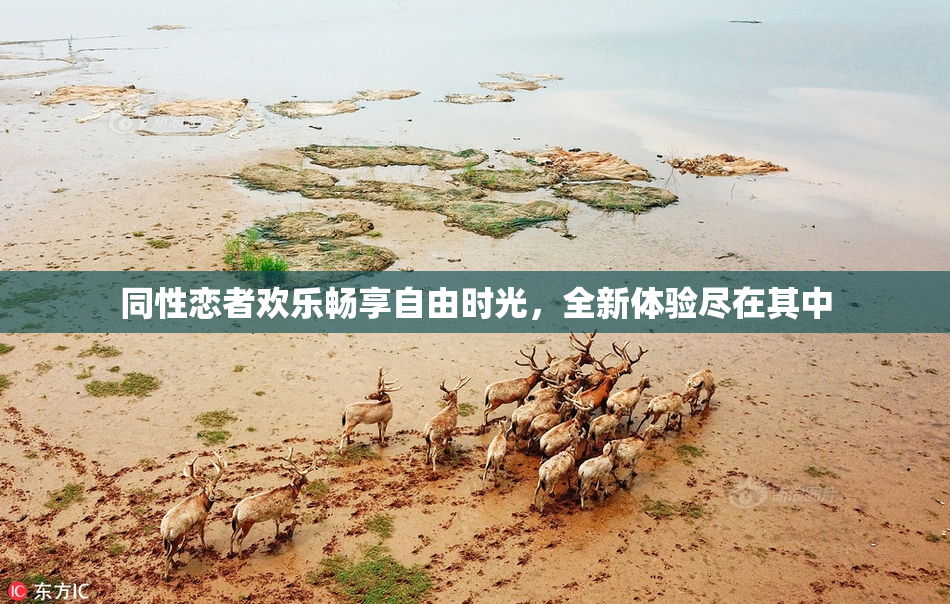 同性恋者欢乐畅享自由时光，全新体验尽在其中