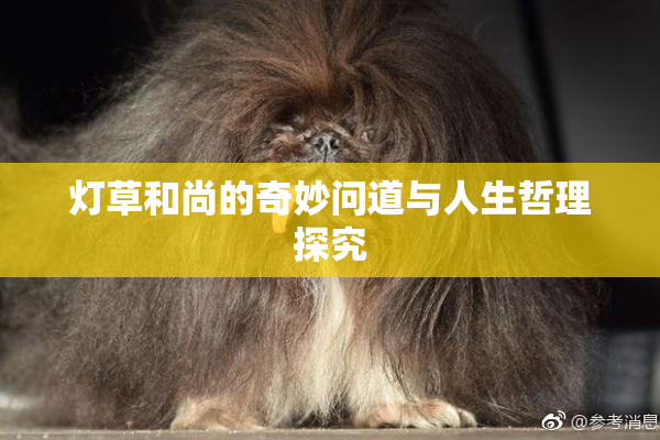 灯草和尚的奇妙问道与人生哲理探究