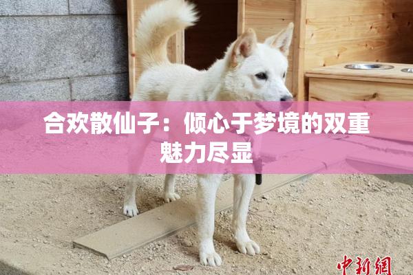 合欢散仙子：倾心于梦境的双重魅力尽显