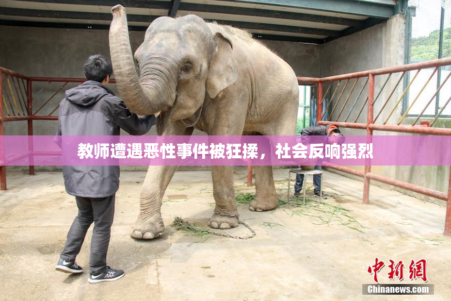 教师遭遇恶性事件被狂揉，社会反响强烈
