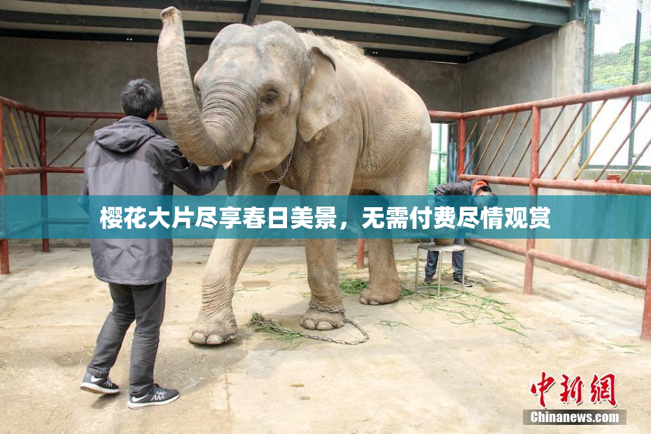 樱花大片尽享春日美景，无需付费尽情观赏