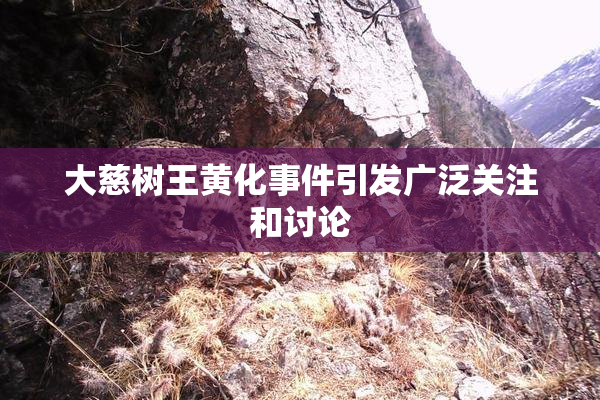 大慈树王黄化事件引发广泛关注和讨论