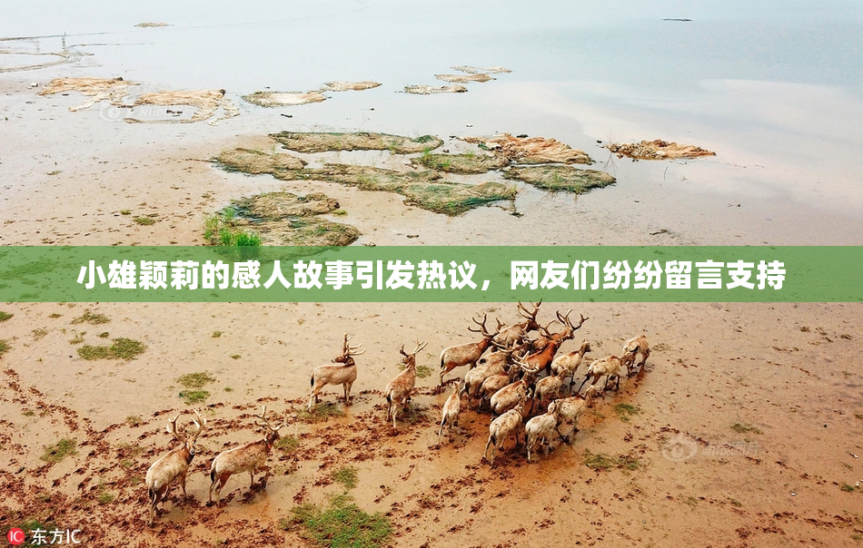 小雄颖莉的感人故事引发热议，网友们纷纷留言支持