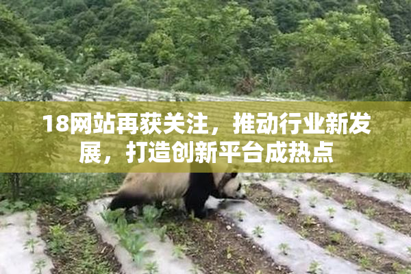 18网站再获关注，推动行业新发展，打造创新平台成热点