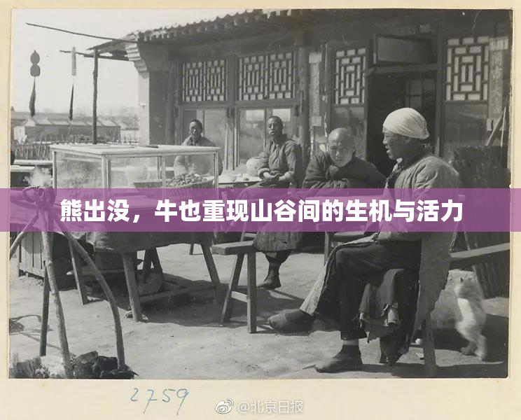 熊出没，牛也重现山谷间的生机与活力
