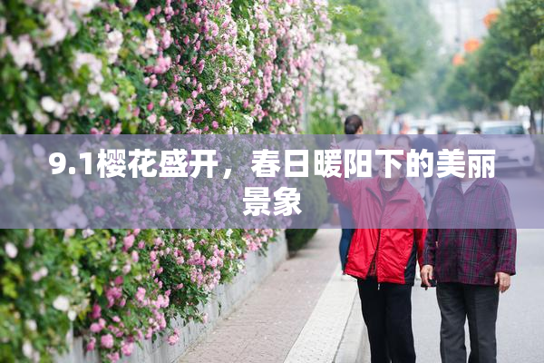 9.1樱花盛开，春日暖阳下的美丽景象